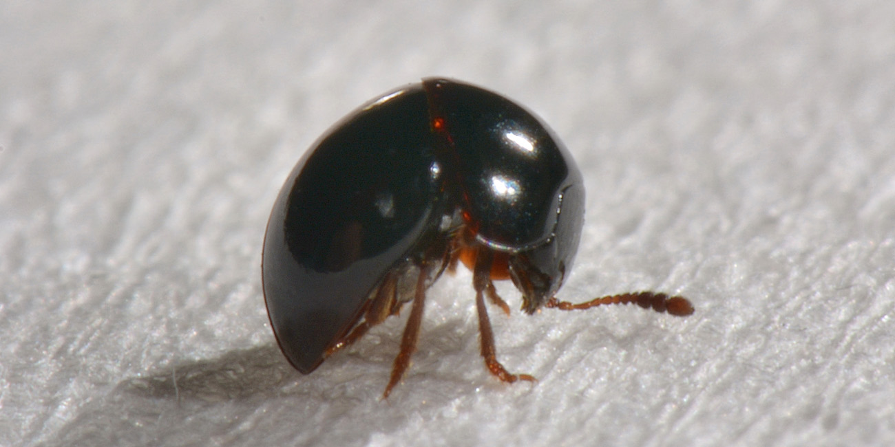 Leiodidae: Agathidium cfr. dentatum